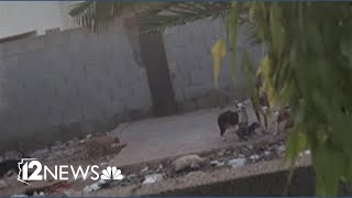 More than 60 dogs seized from Peoria home after years of complaints