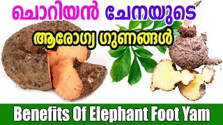 ചൊറിയൻ ചേനയുടെ ആരോഗ്യ ഗുണങ്ങൾ | Health benefits of Elephant Foot Yam | Malayalam Tasty World