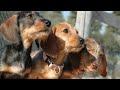 フジ子・ヘミング～子犬のワルツ