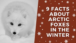 9 Facts About Arctic Foxes in the Winter