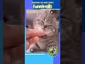 Fluffy Friends Cuteness Overload || Best Funny Animal 2022 #shorts