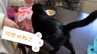 猫動画 お正月の 一コマ おせち 料理に興味津々