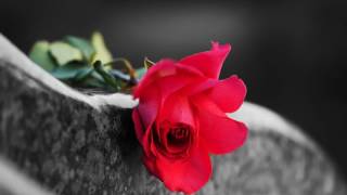 Final Farewells Funeral Pre-Planning Expert services - Make On line Funeral Arrangements In advance