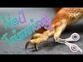How To Trim Your Bearded Dragon's Nails How To Trim Your Bearded Dragon's Nails