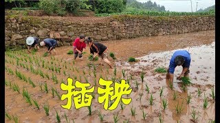 自己家的秧苗插完了媽媽又去幫鄰居種，邊幹活邊聊天，田間好熱鬧【90後寶媽雯雪】