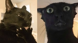 Funny Moments of Cats | Funny  Compilation - Fails Of The Week #26