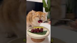 猫最喜欢吃的五种食物新手养猫 猫零食 猫咪零食 萌宠好物 科学养宠攻略