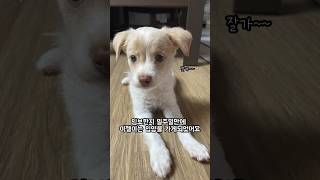 임보 일주일만에 입양간 이젤  #강아지 #반려견 #cutedog #유기견입양 #유기견임보