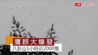 1小時近2000隻 八卦山脈鷹群大爆發