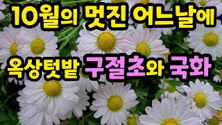 비오는 10월의 옥상텃밭 삽목둥이 구절초와 국화(10/22) #10월의어느멋진날에#구절초#국화#삽목국화#삽목구절초