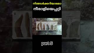 ആണിനെ കൊന്ന് തിന്നുന്ന നീരാളി octopus facts malayalam viral shorts