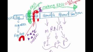 Chapter 8   Operons and Horizontal Gene Transfer