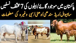 Famous Cow Breeds in Pakistan | Red Sindhi - Dhanni - Lohani & Sahiwal Cows & Bulls | Cattle Farming