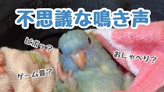 【サザナミインコ】不思議なインコの鳴き声って？