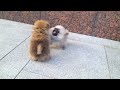 micro teacup pomeranian puppies for sale