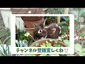 うさぎのちゃぶ台返し たぶん庭に出してもらえなくてお怒り