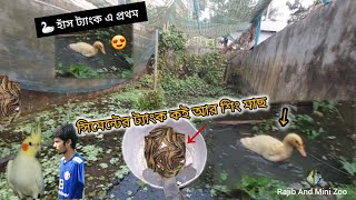 🦢 হাঁস ট্যাংক এ প্রথম। সিমেন্টের ট্যাংক কই আর শিং মাছ l Rajib And Mimi Zoo #duck#pet#rajibandminizoo