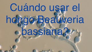 ¿Cuándo usar el hongo Beauveria bassiana ? Control de cochinilla algodonosa #plantas #suculentas