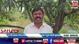 #AAMTAK _NEWS કચ્છની કેસર કેરીના ભાવ આ વર્ષે આસમાને આંબસે.? શું કામ. જુઓ આમતક ન્યુઝ