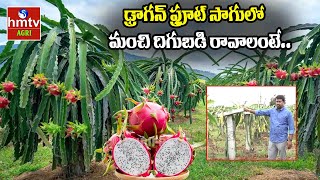 ఢ్రాగన్ ఫ్రూట్ సాగులో మంచి దిగుబడి రావాలంటే.. | Nelathalli | hmtv Agri