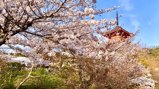 [Kyoto]Cherry blossom viewing|Kiyomizu Temple, Maruyama Park Night Cherry Blossoms, Gion Shirakawa