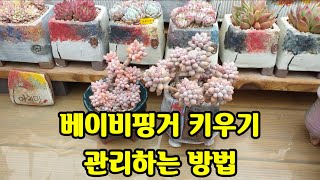 다육이 베이비핑거 키우기,多肉植物.succulent plant다육식물