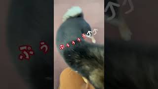 オナラが可愛すぎる柴犬💩 #柴犬 #豆柴 #shiba #shorts