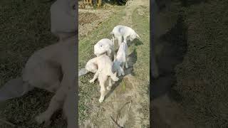 4 baby goats are very cute #shorts #babygoats