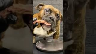 【大食い犬ASMR】パパからもらった骨付き肉を爆食いする愛犬 MUKBANG Dog eats raw meat bones　#shorts