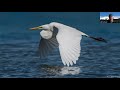 waterbird identification part i herons egrets ducks marsh birds seabirds