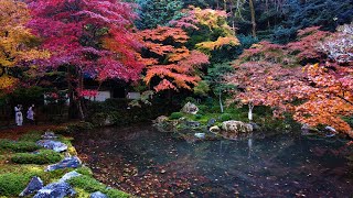 京都・紅葉（栄摂院、南禅寺、法然院、真如堂）