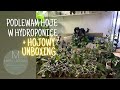 Podlewam hojowe przedszkole w hydroponice + hojowy unboxing