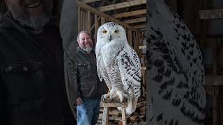 The owner is very happy with the Great Snowy Owl