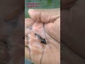 கப்பீஸ் ஃபிஷ் ஈசியா குட்டி போடும் இத செஞ்சா guppy fish breeding tip s