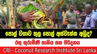 රතු කුරුමිණි හානිය සහ මර්දනය | Red weevil damage and control