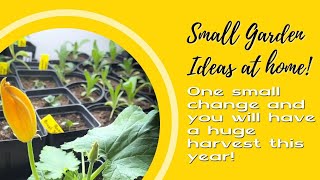 Small spaced Garden Ideas at Home (GET A SUPER STRONG SEEDLING!)  #shorts #garden #homegarden