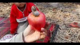 Cashew Plantation @ Santuk Mountain ចម្ការស្វាយចន្ទី ជើងភ្នំសន្ទុក ខេត្តកំពង់ធំ