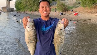 How to Fish Shad at Sacramento River from the Bank