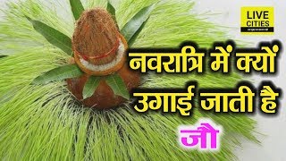 Navratri में कलश स्थापना के वक़्त क्यों बोये जाते हैं जौ, जानिए इसका महत्त्व l LiveCities