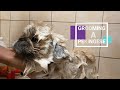 Grooming a Pekingese | Link's Weekly Bath Routine