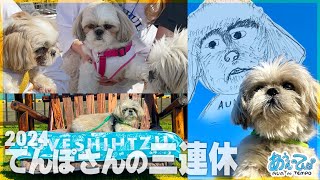 【画伯爆発】シーズー犬てんぽの田舎三連休【ハーバーフェス】