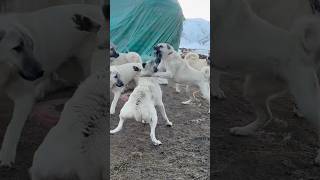 BU DİŞİ ŞİMŞEK GİBİ #Kangal #Short