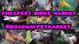 Famous Birds Market in chennai|Chennai_Pet_Market|Broadway_Pet_Market|Pet_Market|#புறா#pura#கர்ணபுறா