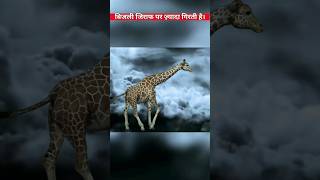 Why Giraffes Get Struck by Lightning