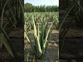 modern aloe vera agriculture aloe vera farming u0026 aloe vera harvesting processing of aloe vera gel