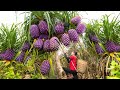 How To Harvest Giant Wild Pineapple Go to market sell - Harvesting and Cooking | Luyến Harvesting