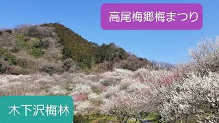 2021年3月11日 木下沢梅林 高尾梅郷梅まつり 概要欄に開催期間を書いてあります。