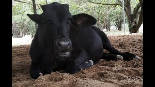 Little Raja has fun at Animal Rahat's Sanctuary