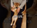 ちっちゃな柴犬くるみちゃん　トレーニングを始めたよ　 shorts shiba shibainu 柴犬 くるみ トレーニング