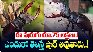 ఈ పురుగు రూ.75 లక్షలు.! || Stag Beetle Cost 75 Lakhs || Latest News Updates || Telugu Wallet